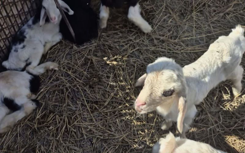 واگذاری اراضی ملی برای طرح‌های دامداری طرح پرواربندی بره با ظرفیت ۳۰۰ رأس در دشتی