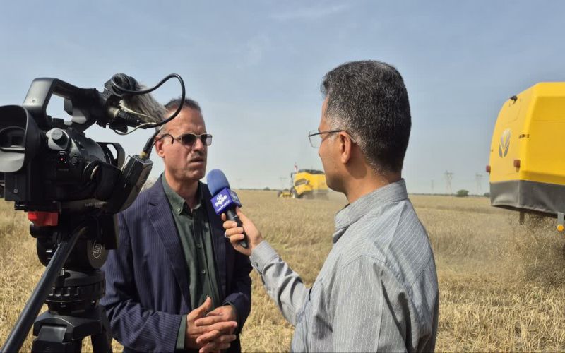 برداشت گندم در استان بوشهر آغاز شد