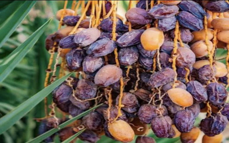 هشدار درباره احتمال بروز پژمردگی خوشه و ترشیدگی میوه خرما در استان بوشهر