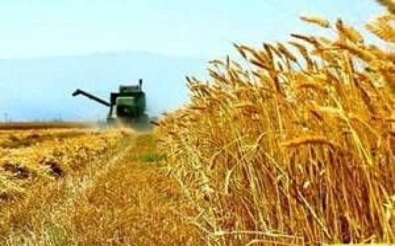 آغاز برداشت و خرید تضمینی گندم در استان بوشهر