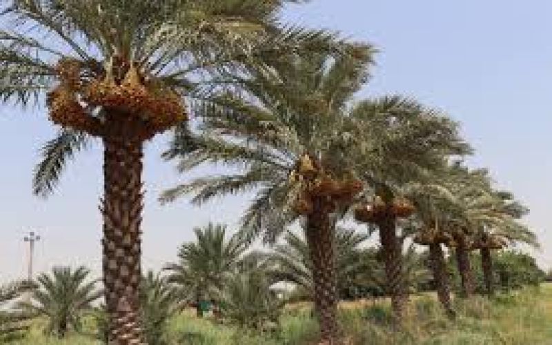 آغاز برداشت محصول نخیلات استان بوشهر از نیمه دوم تیرماه