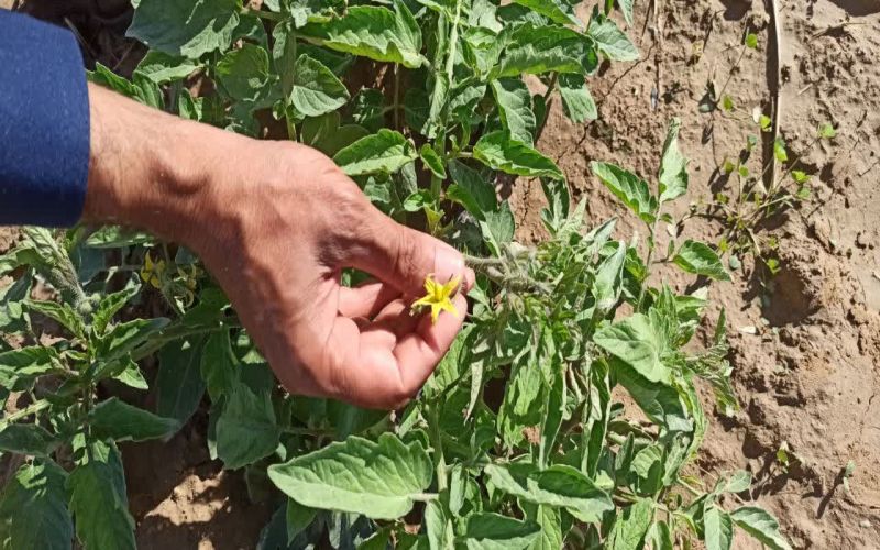 از پژوهش تا مزرعه؛ رونمایی از بذر گوجه فرنگی «قهرمان» در بوشهر