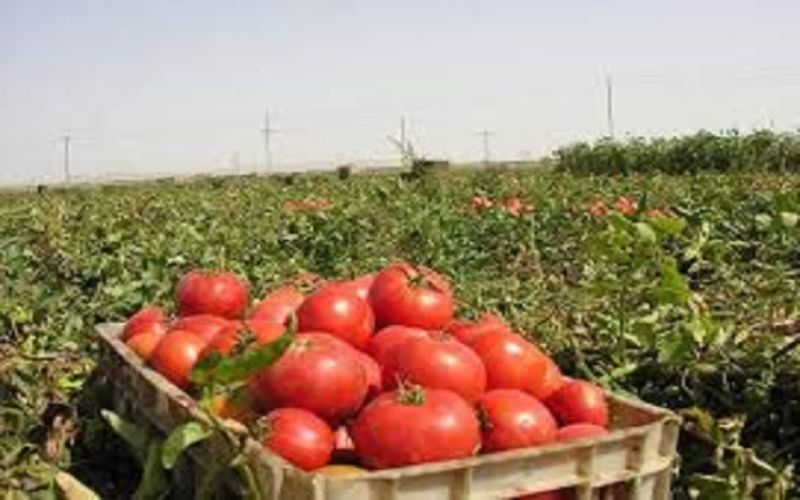 برداشت بیش از ۵۸۵هزار تن گوجه فرنگی از مزارع استان بوشهر